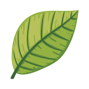 Yaprak doğası yaprak yaprağı simgesi izole edildi