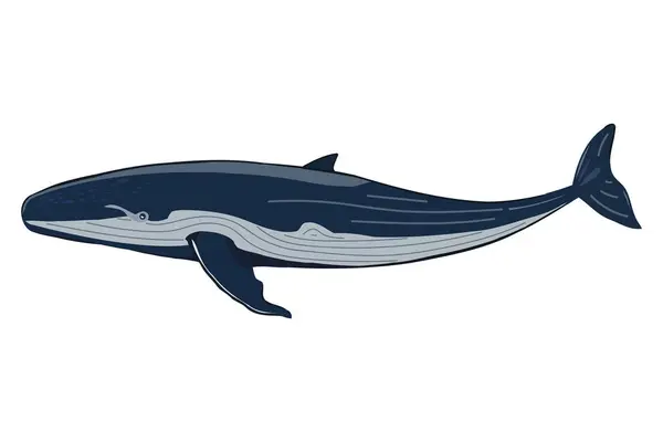 隔離されたハンプバックのシーフクジラのイラスト — ストックベクタ