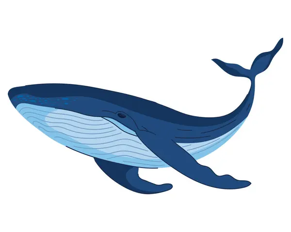 Hrbatý Sealife Kytovec Ilustrace Izolované — Stockový vektor