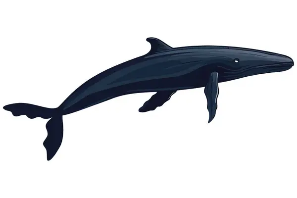 Горбаті Морські Тварини Ілюстрація Ізольовані — стоковий вектор