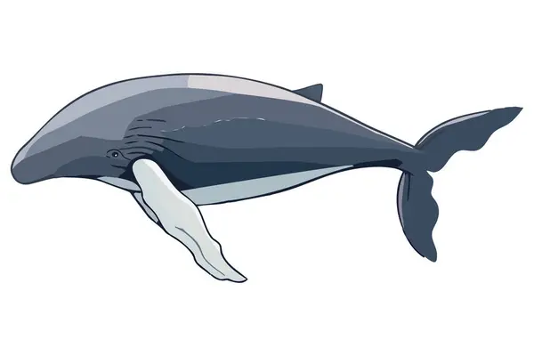 Hrbatý Sealife Fauna Ilustrace Izolované — Stockový vektor