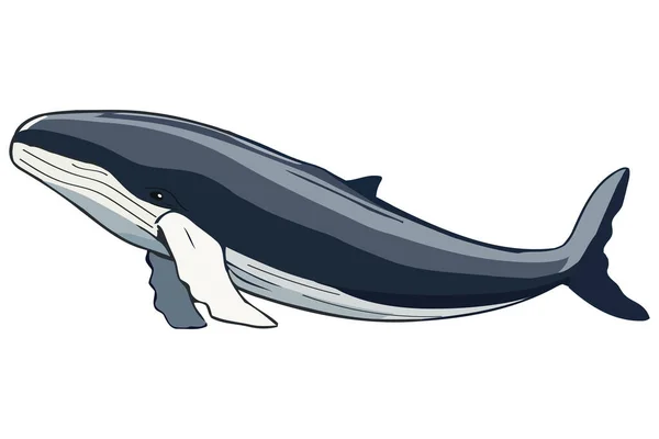 Buckelwal Sealife Natürliche Illustration Isoliert — Stockvektor