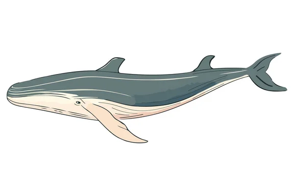 Humpback Sealife 고립된 디자인 — 스톡 벡터