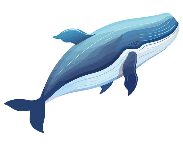Buckelwale Sealife Natur Illustration Isoliert — Stockvektor