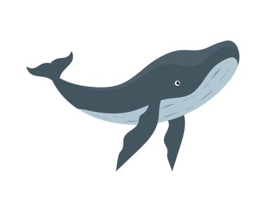 Kambur balina fok balığı çizimi izole edildi.