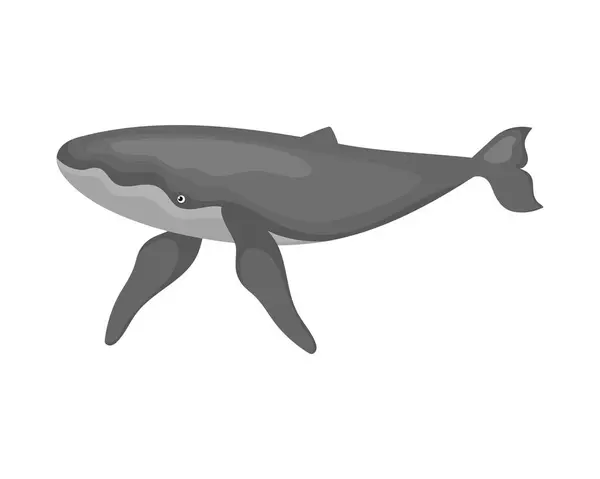 Humpback Sealife Fauna Illustration Isolated — Stock Vector