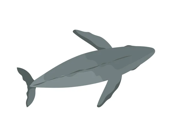 Humpback Sealife Φάλαινα Απεικόνιση Απομονωμένη — Διανυσματικό Αρχείο