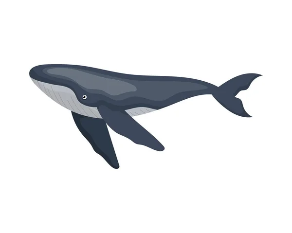 Humpback Sealife 고립된 일러스트 디자인 — 스톡 벡터