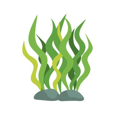 Deniz yosunları ve taş çizimleri izole edilmiş.