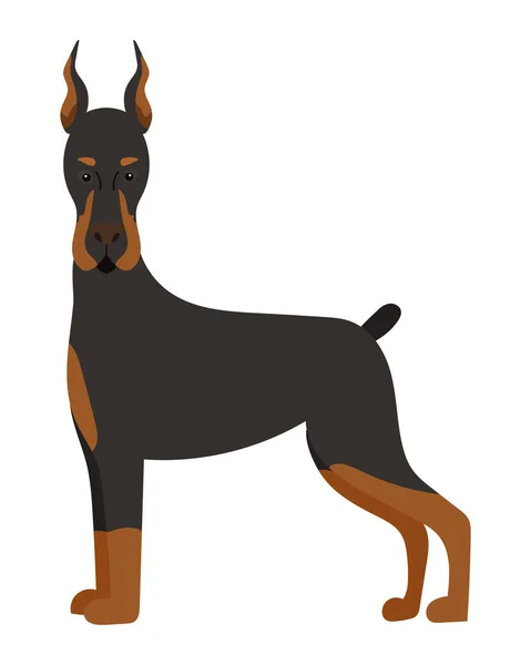 Dog Doberman Illustration Vector Isolated — Stock Vector