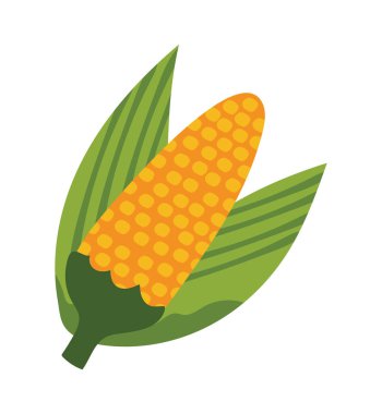 Altın mısır çizim vektörü izole edildi
