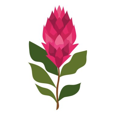 Güney Afrika Kralı protea yeşillik çizimi