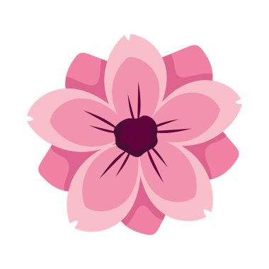 Japon sakura çiçeği çizimi izole edildi