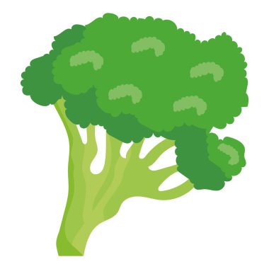 yeşil brokoli ilüstrasyon vektörü izole edildi