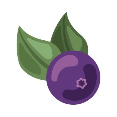 acai berry illüstrasyon vektörü izole edildi
