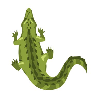 Timsah hayvan üst görünümü izole edildi