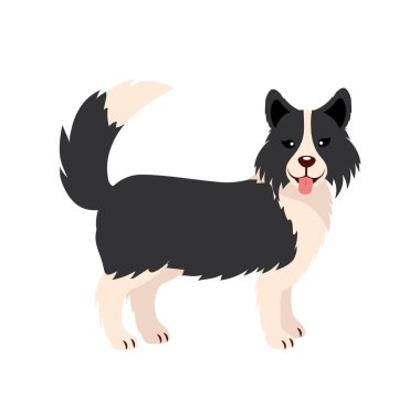 Sınır çoban köpeği ayakta duran hayvan