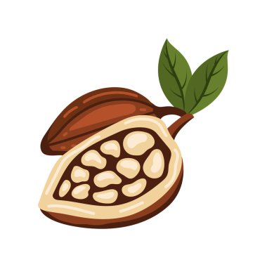 Kakao çekirdeği yiyeceği ve doğayı terk eder.