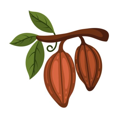 Kakao dalı ve taze kabuklar