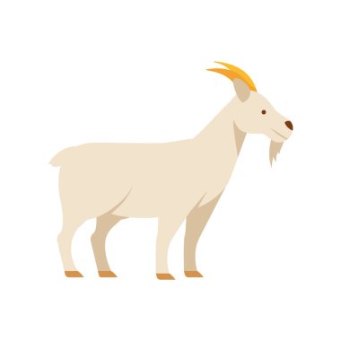 Beyaz keçi çiftliği hayvanları izole edilmiş