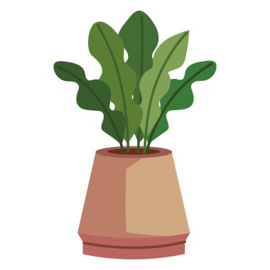 kapalı saksı bitki dekorasyonu izole