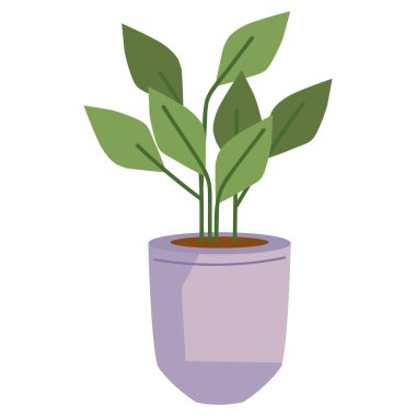 İç dekorasyon için izole edilmiş bitki.