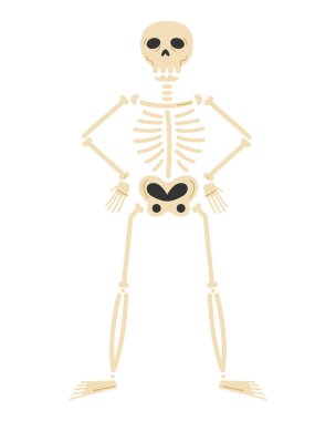 iskelet insan kemikleri izole tasarım