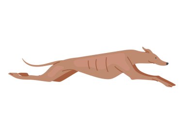 Tazı köpek zıplama simgesi izole