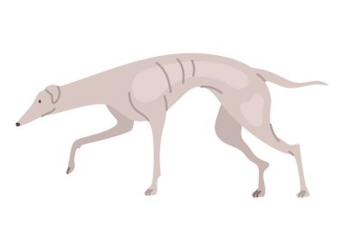 Komik tazı köpek simgesi izole edildi