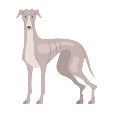 Tazı köpek hayvan ikonu izole edildi