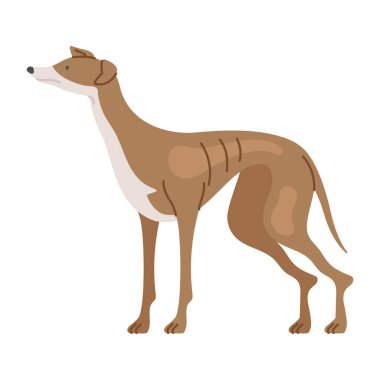 Tazı köpek hayvan simgesi izole edildi