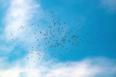 Göçmen bir kuş sürüsü gökyüzünde daireler çiziyor. Arkaplan.