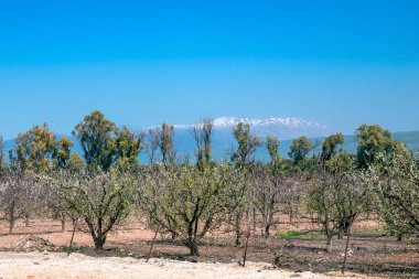 İsrail, Hula Vadisi, Hermon Dağı manzarası.