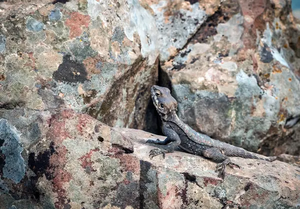 Svart Gecko Klipporna Våren Norra Israel — Stockfoto
