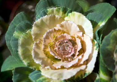 Çiçek gibi bir damla su, elmas gibi.