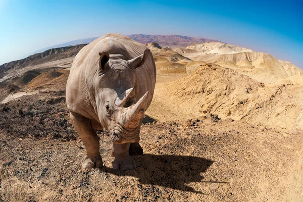 Large Rhinoceros Desert Royalty Free Stock Photos