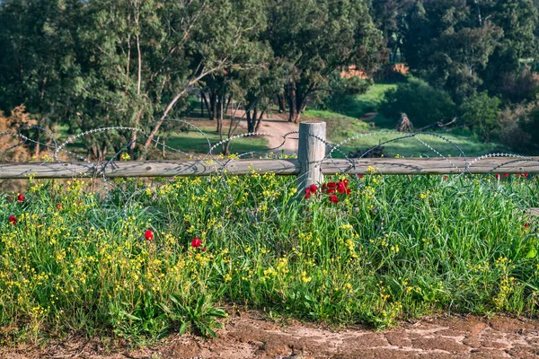 Israël Kibbutz Eri Bloeiende Rode Anemonen Stockfoto
