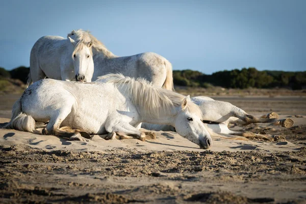 Λευκά Άλογα Περπατούν Στην Άμμο Όλη Του Camargue Νότια Της — Φωτογραφία Αρχείου