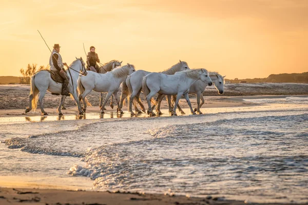 Camargue Γαλλία Απριλίου 2019 Λευκά Άλογα Και Δύο Φύλακες Περπατούν — Φωτογραφία Αρχείου