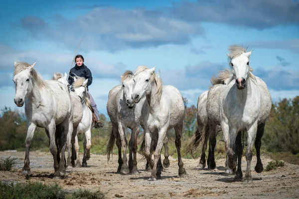 Camargue Francie Dubna 2019 Bílí Koně Dva Strážci Procházejí Vodě — Stock fotografie