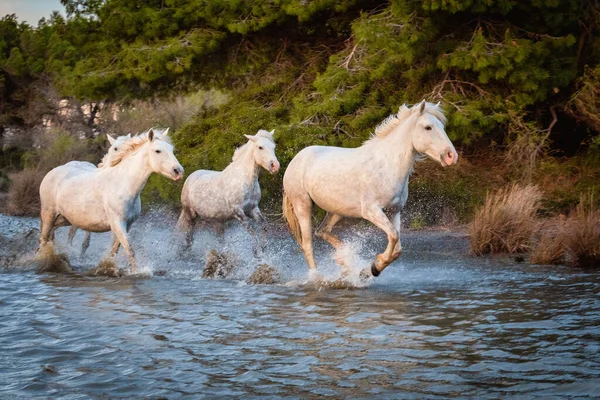 Uma Manada Cavalos Brancos Correr Pela Água Imagem Tirada Camargue Fotos De Bancos De Imagens Sem Royalties