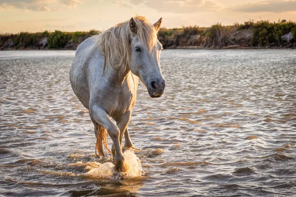 Λευκά Άλογα Τρέχουν Στο Νερό Όλη Θάλασσα Στο Camargue Γαλλία — Φωτογραφία Αρχείου