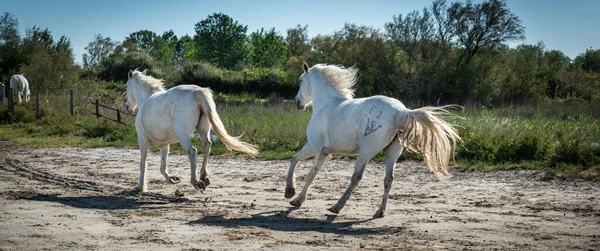 Camargue Francie Dubna 2019 Bílí Koně Dva Strážci Procházejí Vodě — Stock fotografie