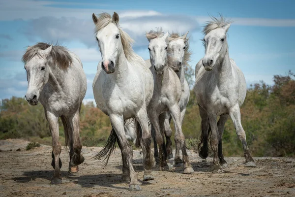 2019 Cavalos Brancos Estão Andando Areia Todo Landskape Camargue Sul — Fotografia de Stock