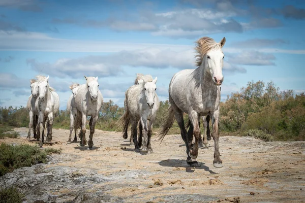 Flocken Med Vita Hästar Tar Tid Stranden Bild Tagen Camargue — Stockfoto