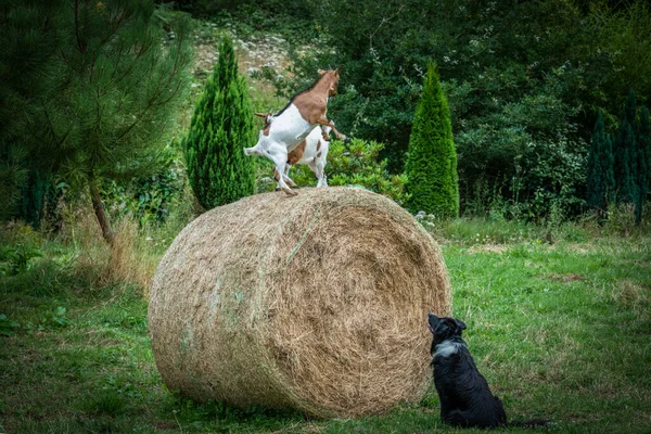 Две Козы Играющие Соломенном Рулете Поле Перед Собакой Наблюдающей Ними — стоковое фото