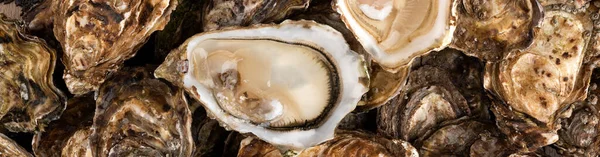 Close Fresh Catch Several Raw Oysters Retail Display Fisherman Market — Stock Photo, Image