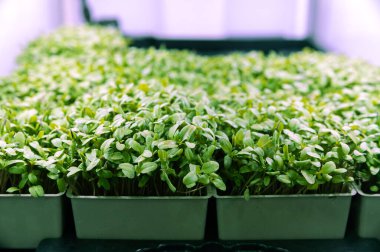 Lambaların altındaki bir çiftlikte mikro filizler.