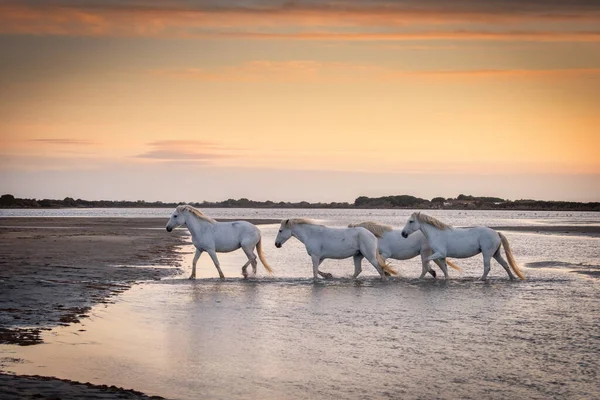 Bílí Koně Procházejí Celém Moři Camargue Francii — Stock fotografie