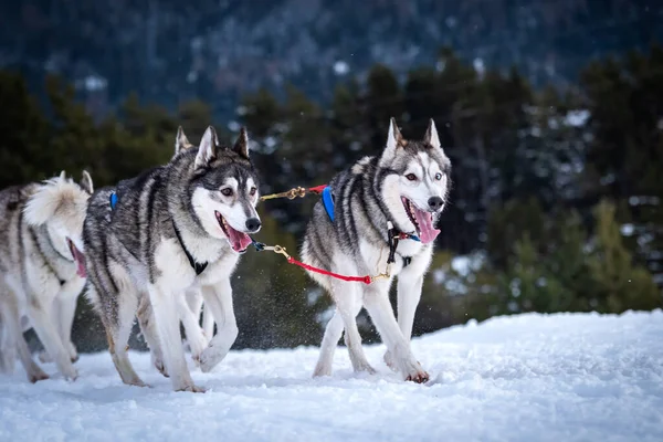スポーツ犬チームが雪の中を走り — ストック写真